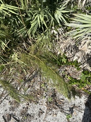 Eupatorium capillifolium