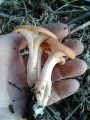 Paralepista gilva