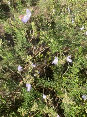 Conradina grandiflora