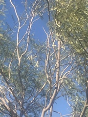 Prosopis glandulosa