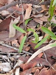 Angophora leiocarpa