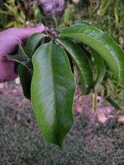Kopsia arborea