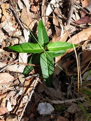 Leichhardtia coronata