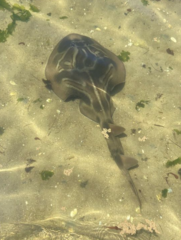 Trygonorrhina dumerilii