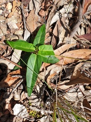 Leichhardtia coronata