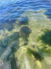 Trygonorrhina dumerilii