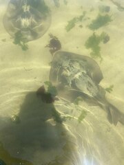 Trygonorrhina dumerilii