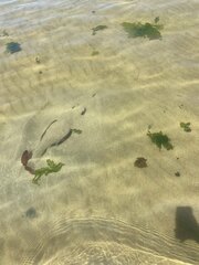 Trygonorrhina dumerilii