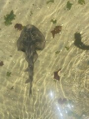 Trygonorrhina dumerilii