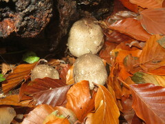 Agaricus moelleri