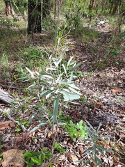Eucalyptus crebra