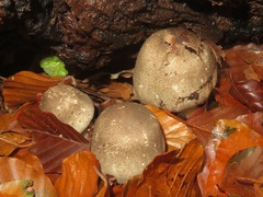 Agaricus moelleri