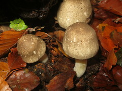 Agaricus moelleri