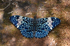 Hamadryas amphinome amphinome