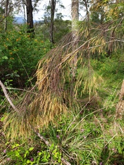 Allocasuarina torulosa