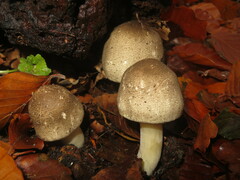 Agaricus moelleri