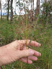 Capillipedium spicigerum