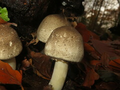 Agaricus moelleri