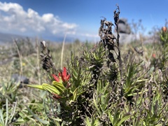 Castilleja fissifolia