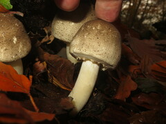 Agaricus moelleri