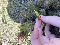 Castilleja fissifolia