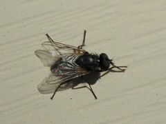 Musca domestica