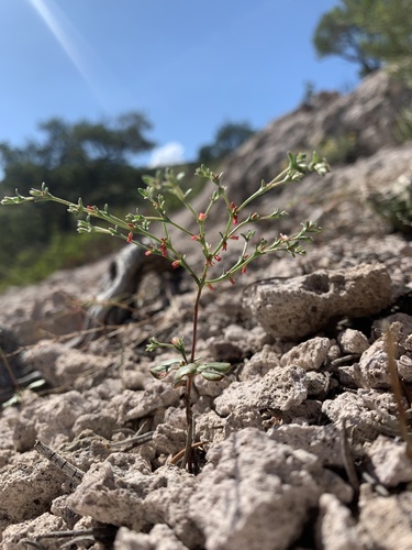 Red Creek buckwheat (Johanneshowellia puberula)
