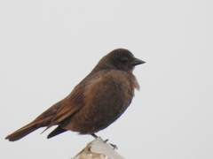 Molothrus bonariensis