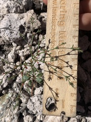 Johanneshowellia puberula