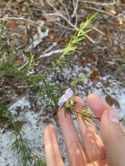 Conradina grandiflora