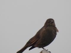 Molothrus bonariensis