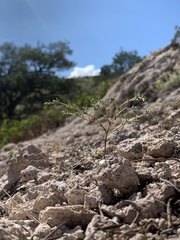 Johanneshowellia puberula