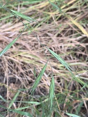 Bromus diandrus