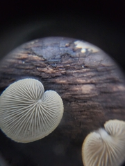 Crepidotus mollis