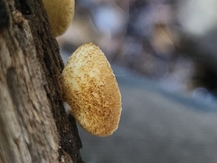 Crepidotus mollis