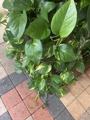 Epipremnum