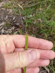 Lomandra longifolia