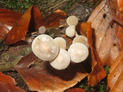 Mycena arcangeliana