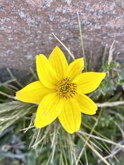 Bidens triplinervia