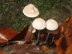 Mycena arcangeliana