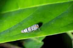 Cicadellinae