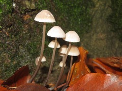 Mycena arcangeliana
