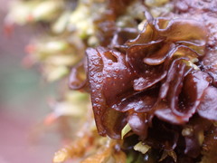 Scytinium polycarpum