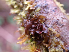 Scytinium polycarpum