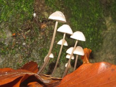 Mycena arcangeliana