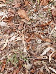 Calyptorhynchus lathami