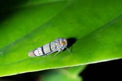 Cicadellinae