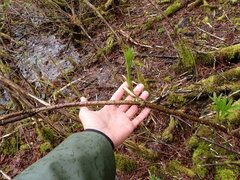 Sambucus racemosa