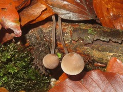 Mycena arcangeliana