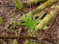 Sambucus racemosa